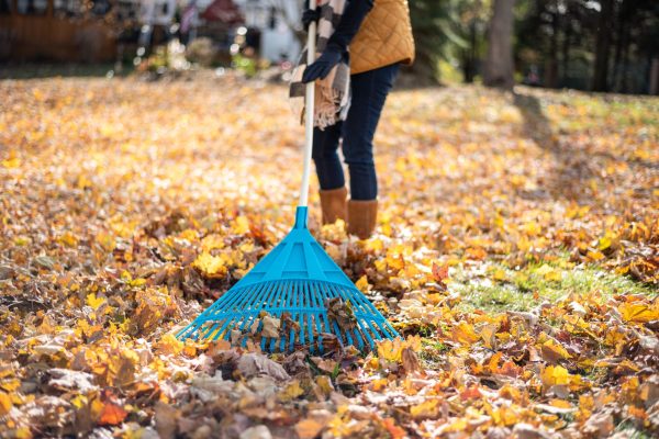 closeup ground level view of woman raking leaves in backyard in Autumn